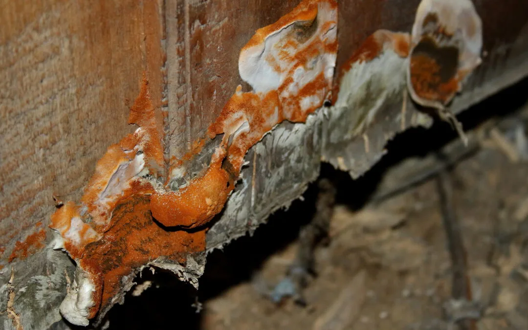 champignon humidité bois photo 1