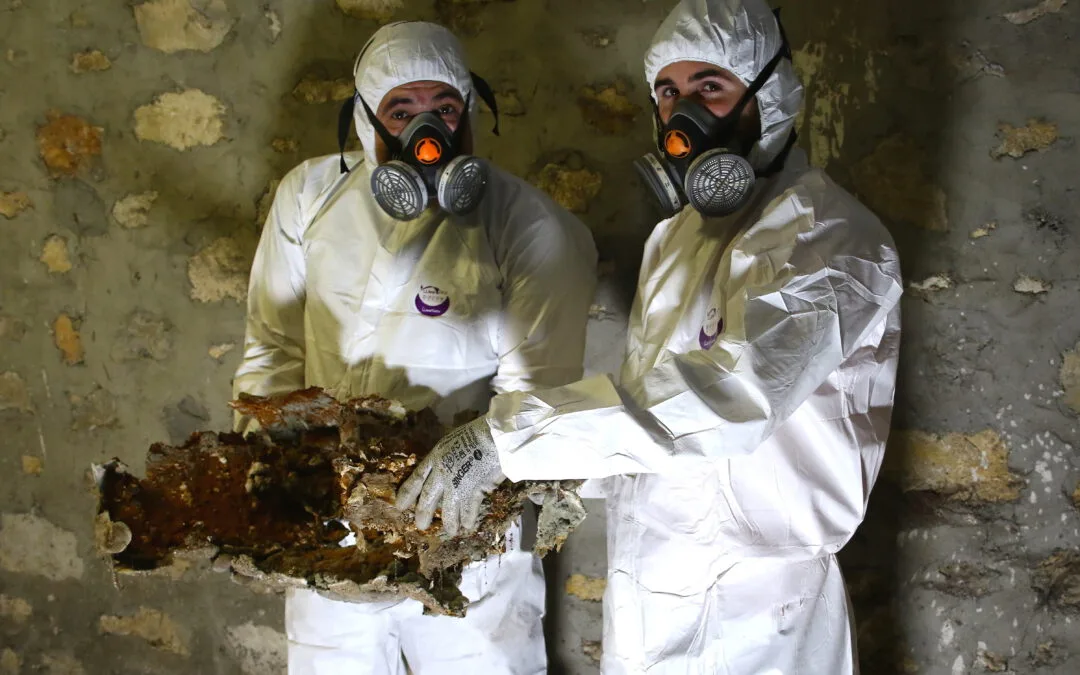 photo 1 équipe traitement de champignon