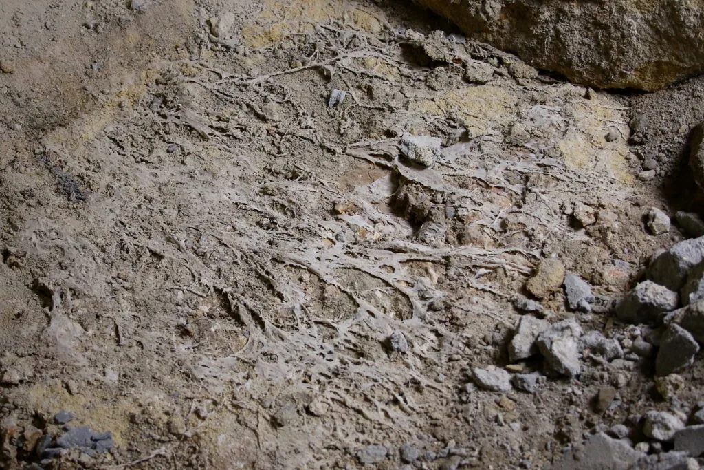 cordons mycéliens photo 2