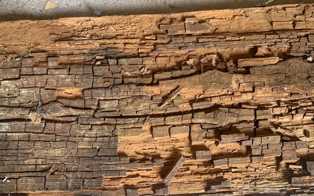 la pourriture cubique photo 1