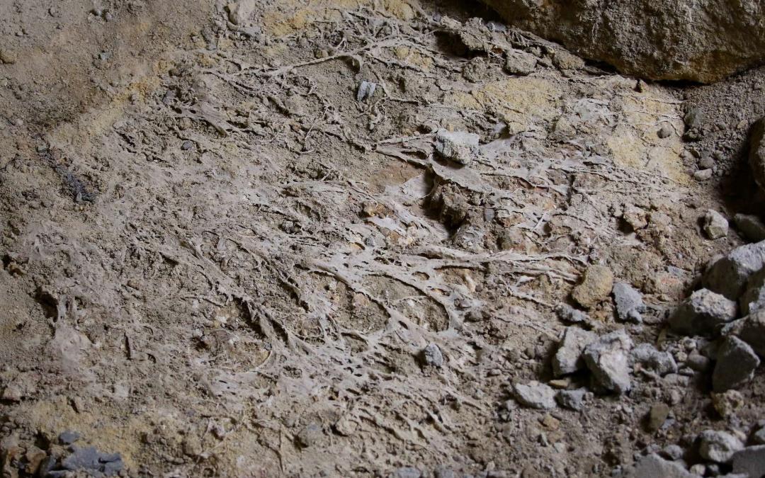 les cordons myceliens photo 1