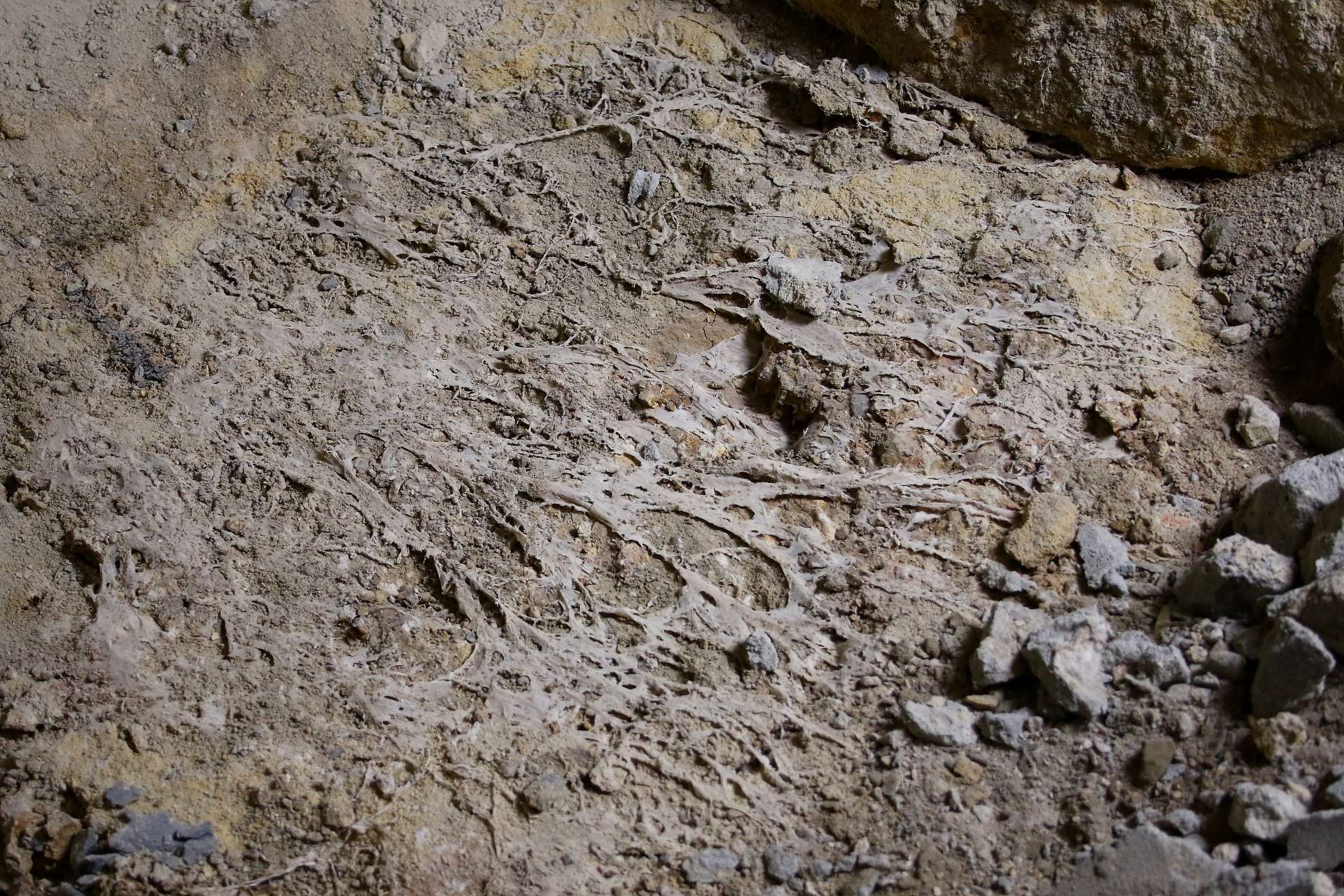 les cordons myceliens photo 1