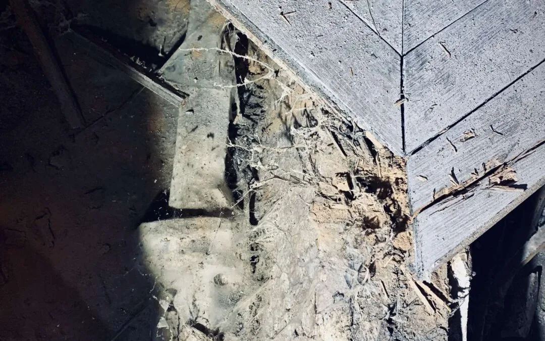 les_cordons_myceliens