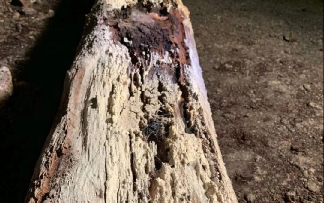 pourriture fibreuse photo 2