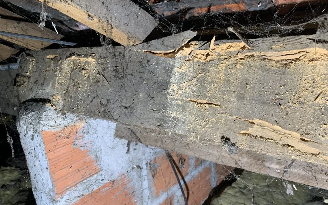 Capricorne poutre charpente VERSAILLES photo 2