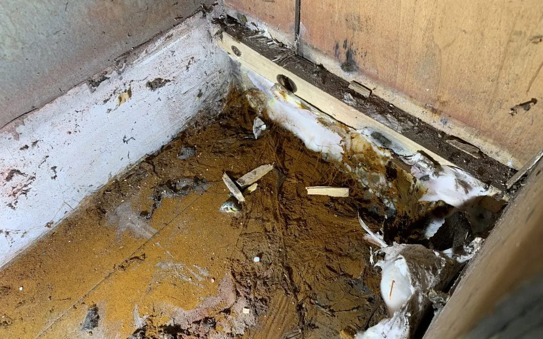 Champignon Mérule 28 Eure et loir