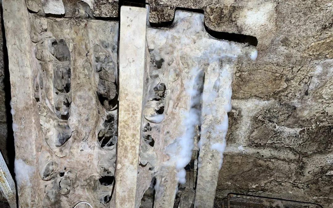 Mérule Bois Sous-sol Chartres 28 Eure Et Loir photo 2