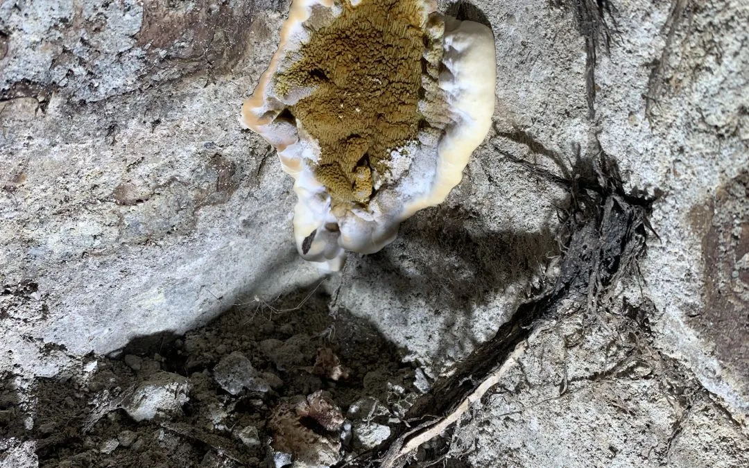 Mérule Chambourcy 78 Yvelines photo 2