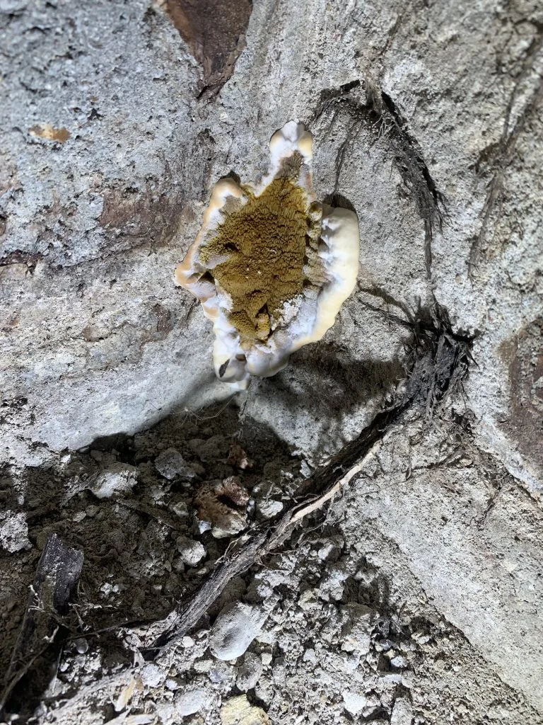 Mérule Chambourcy 78 Yvelines photo 2