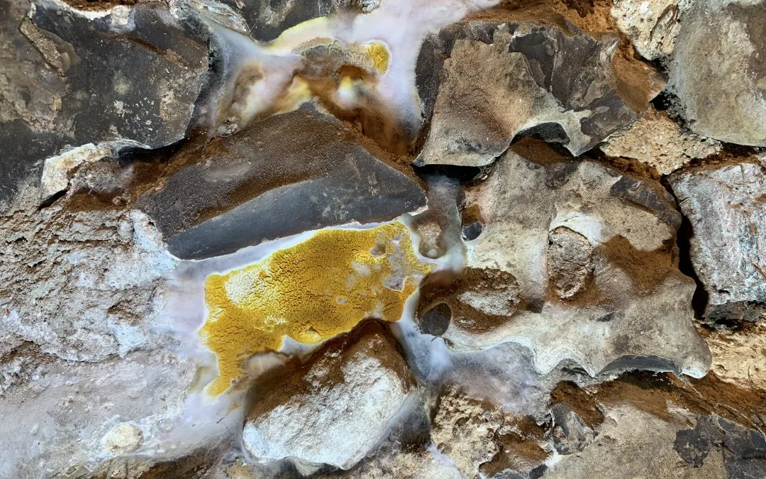 Mérule Houdan Yvelines Scaled