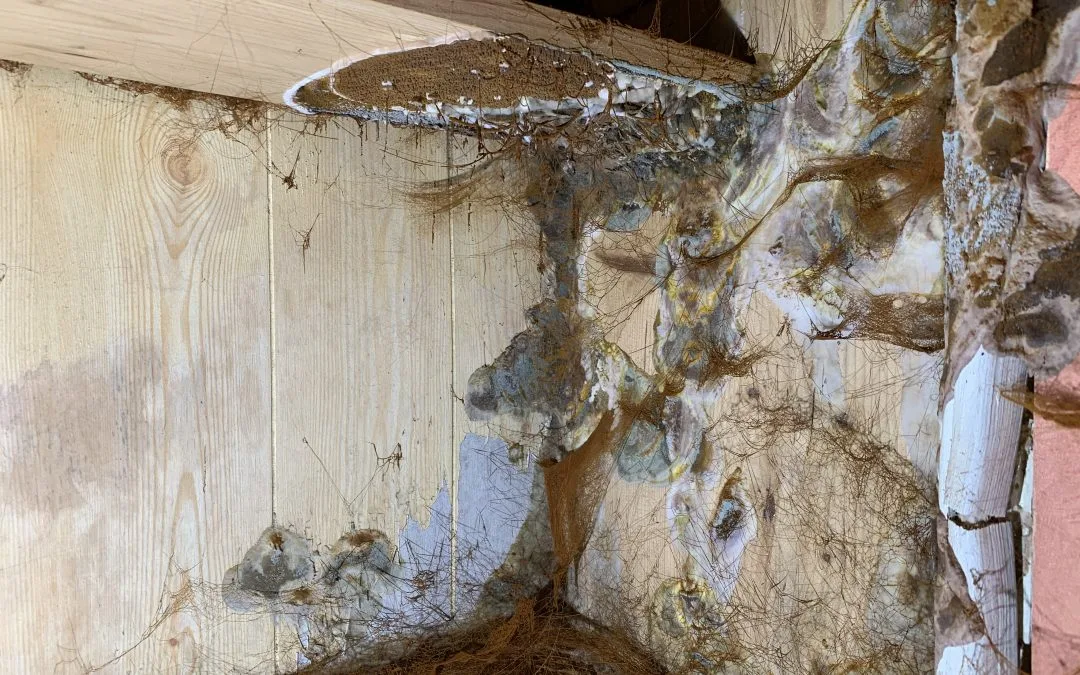 Mérule Placard Eure Et Loir Chartres photo 2