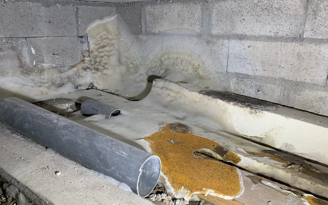 Mérule Vide sanitaire La verrière 78 Yvelines photo 2