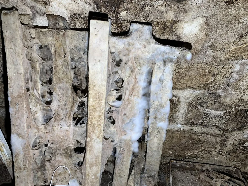 Mérule Bois Sous-sol Chartres 28 Eure Et Loir