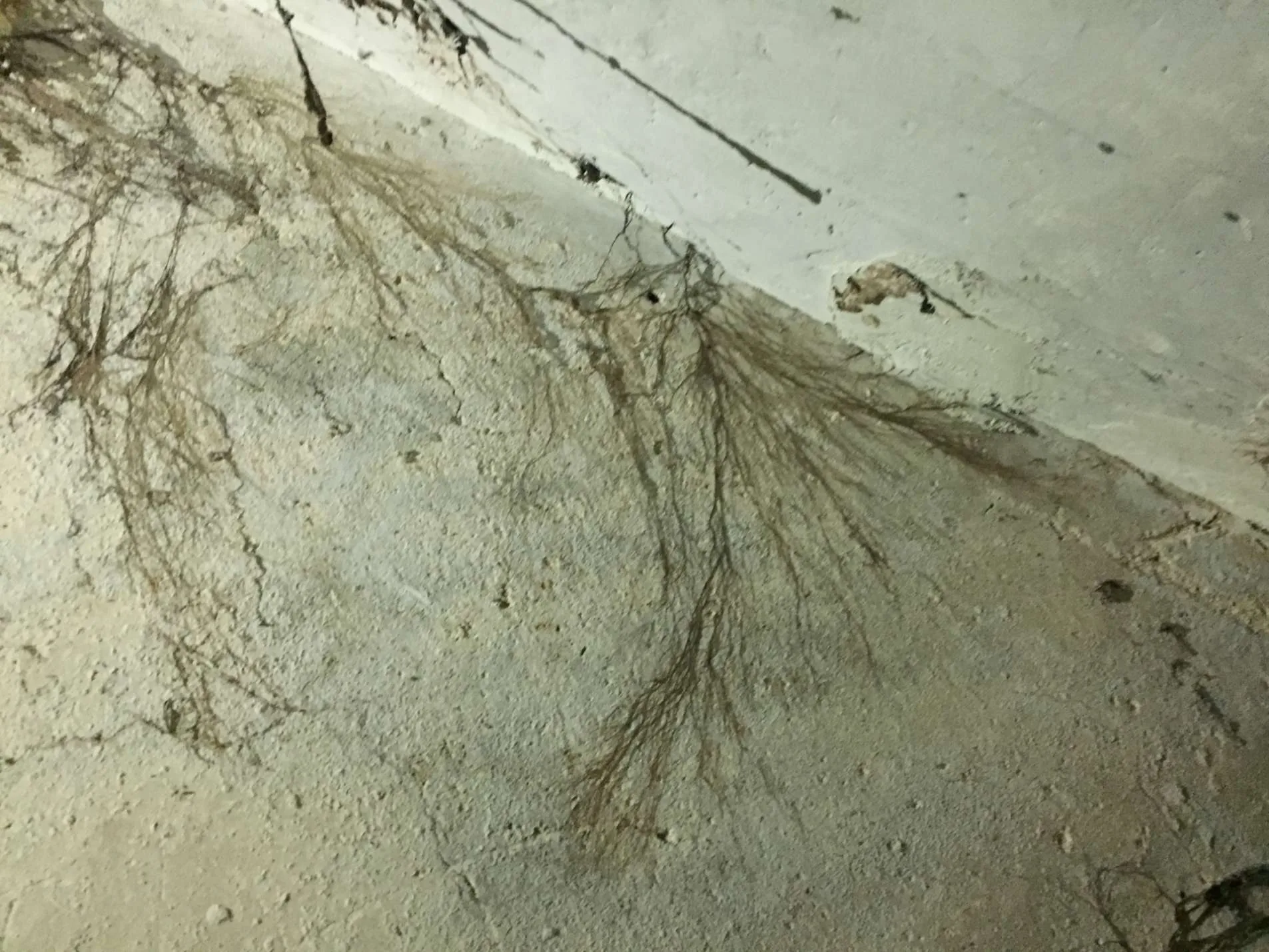 coniophore-des-caves lucé