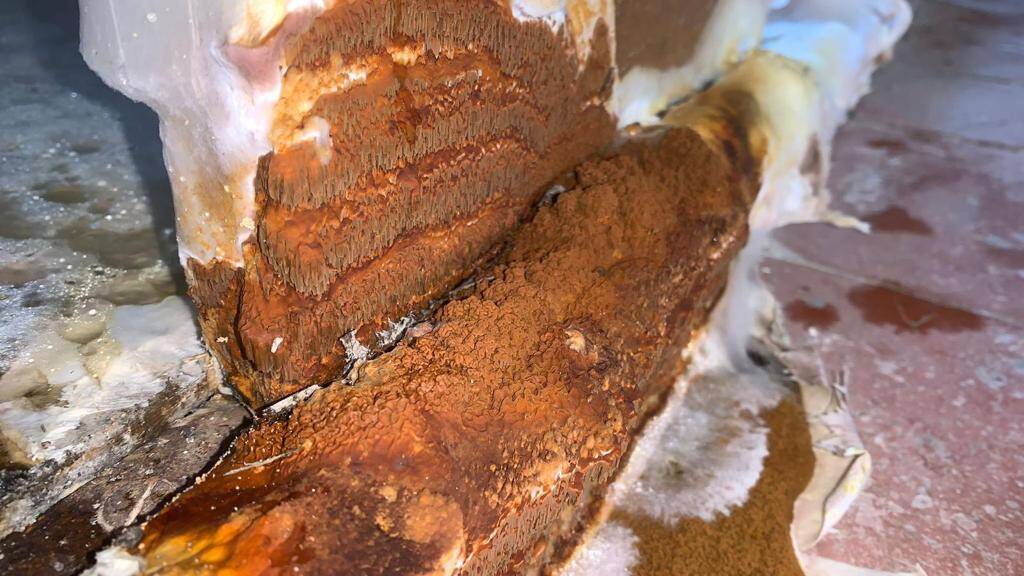 traitement mérule prix