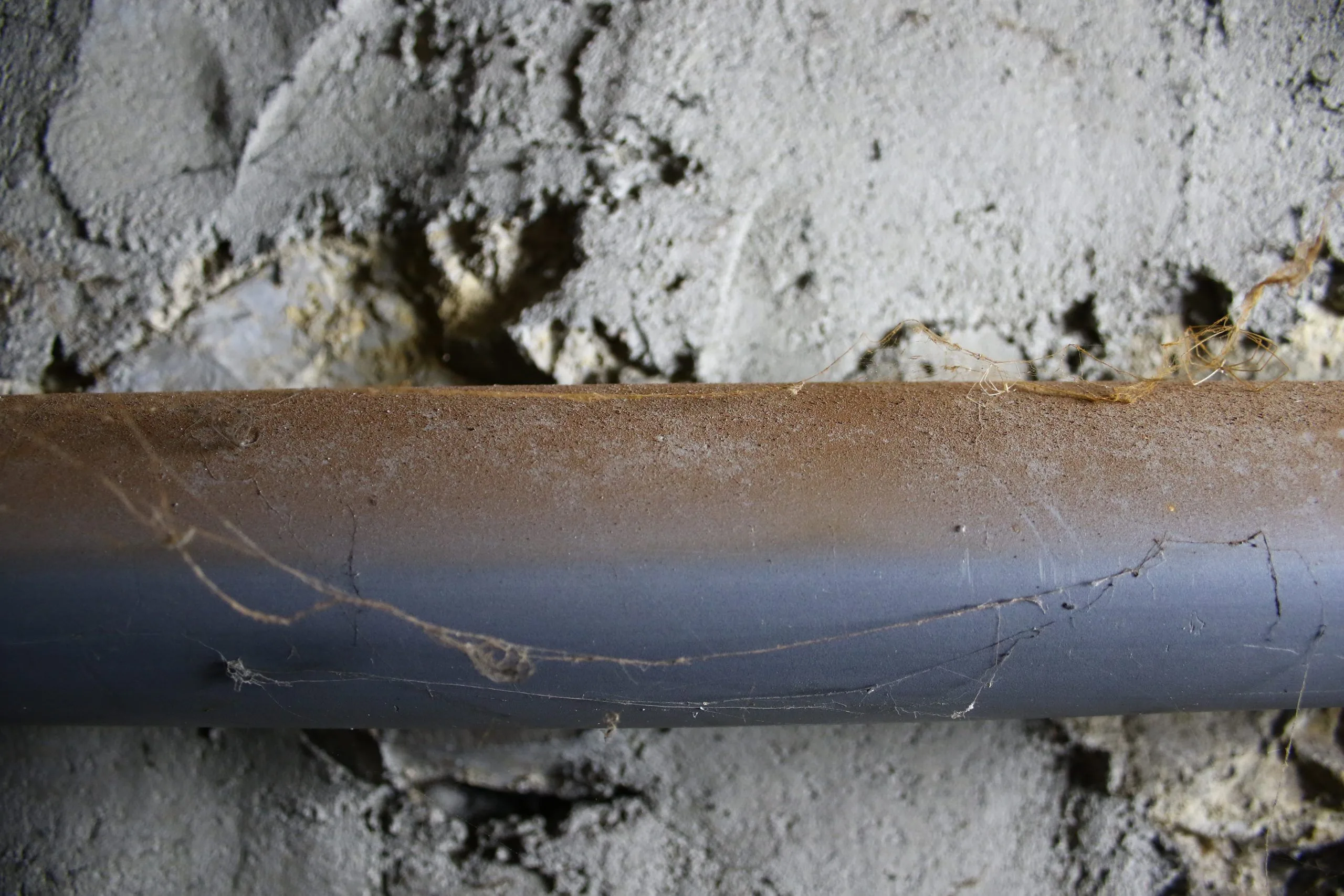 Spore de mérule sur tuyaux