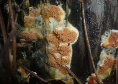 leucogyrophana mollusca