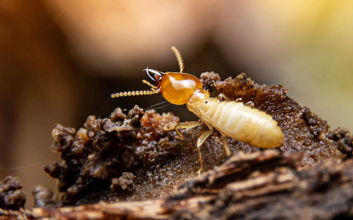 termite bois