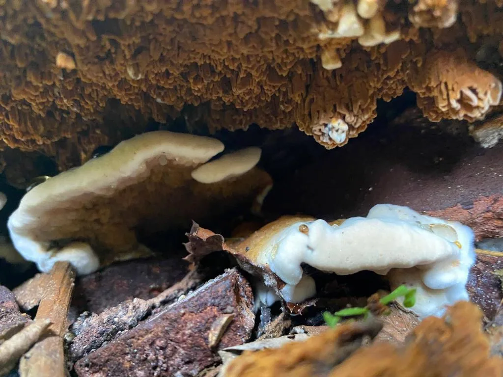 la mérule pleureuse