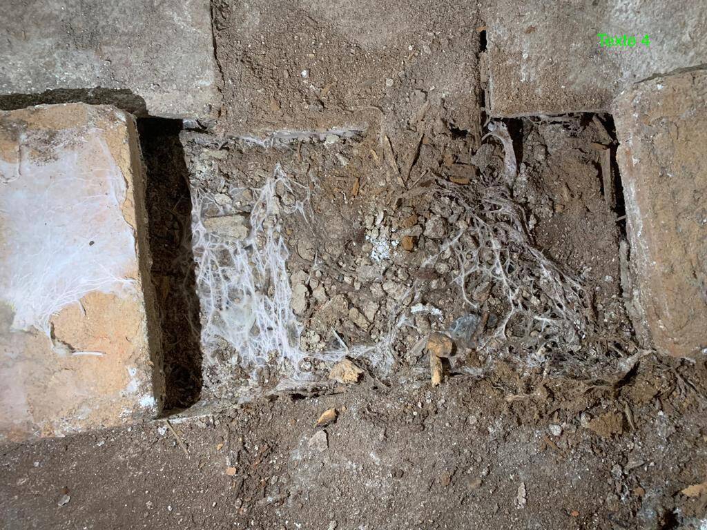 rhizomorphe suite