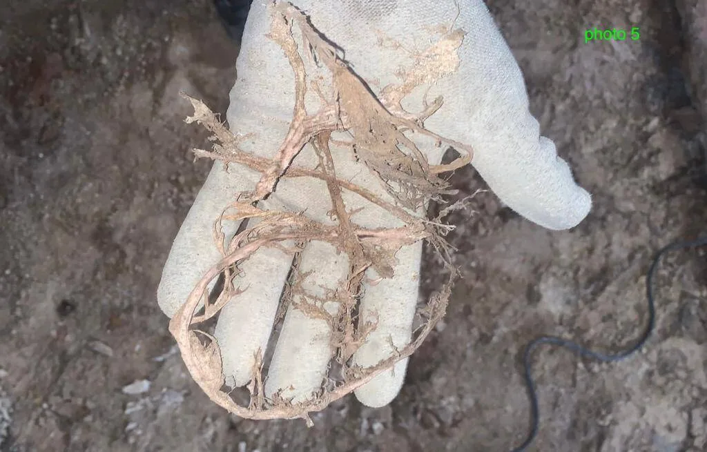 rhizomorphe