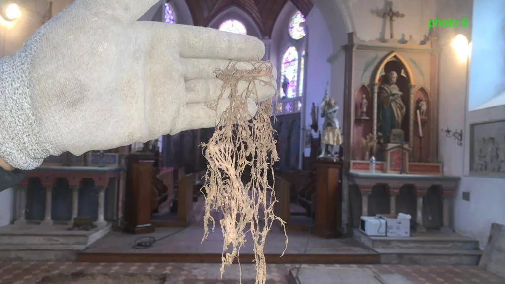 rhizomorphe fin