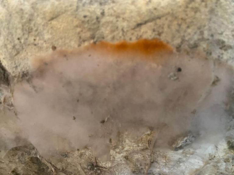 Mérule à Rambouillet : Attention aux caves et zones humides | Le sommet de l’habitat