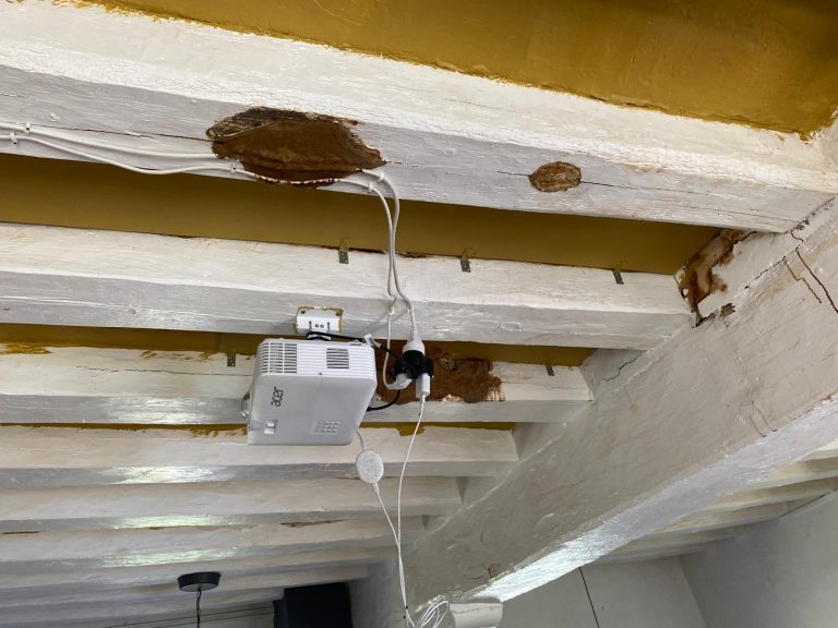 Donkioporia Expansa : Le Champignon Destructeur de Charpentes