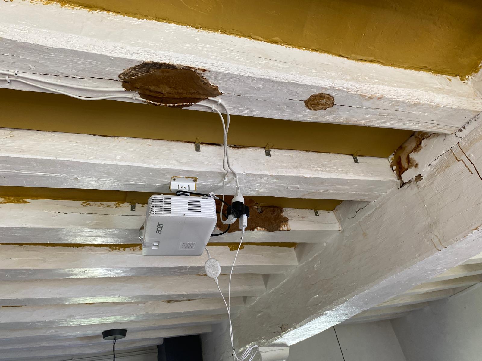 Donkioporia Expansa : Le Champignon Destructeur de Charpentes