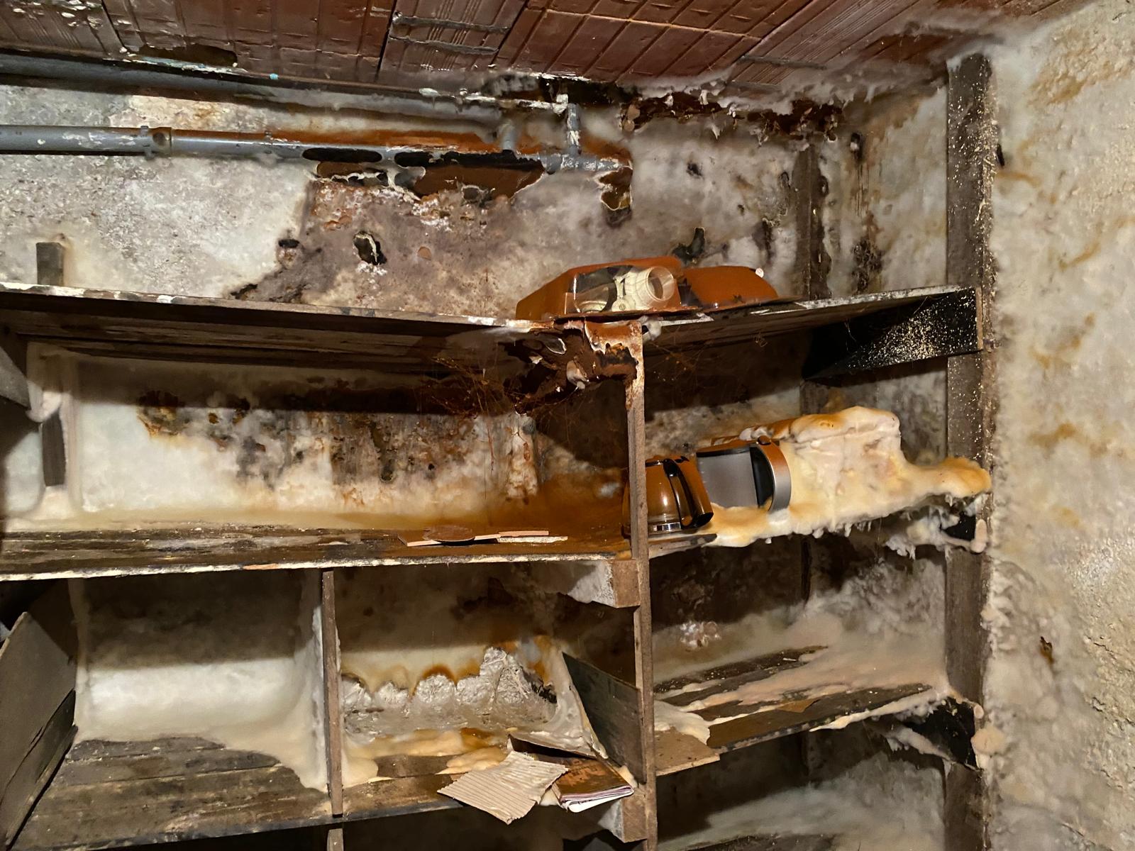 Mérule dans les Caves : Signes d'Alerte et Solutions