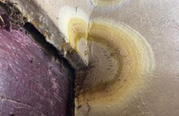 Polypore des caves : identifier et traiter ce champignon destructeur