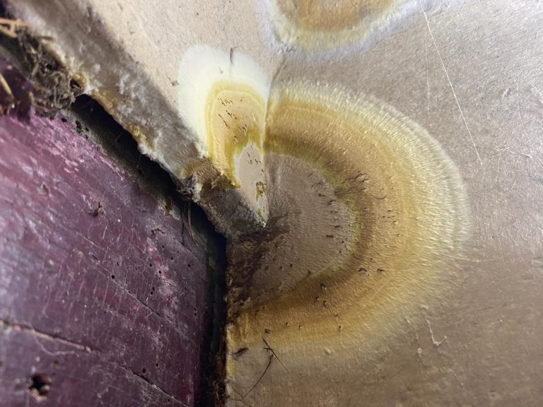 Polypore des caves : identifier et traiter ce champignon destructeur