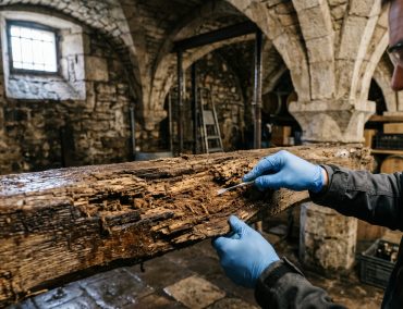 Traitement Polypore des Caves Chartres | Expert Certifié