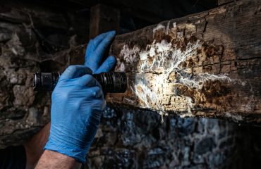 Diagnostic champignons lignivores Le Mans : ce qui influence les coûts