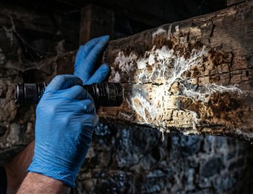 Diagnostic champignons lignivores Le Mans : ce qui influence les coûts