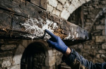 Éléments qui influencent le coût traitement mérule Chartres