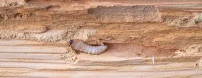 insectes larves