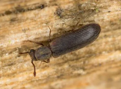 lyctus